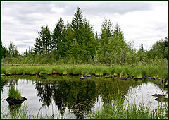 photo "Timber marsh"