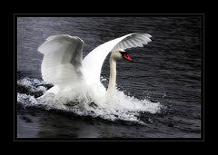 фото "Landing"