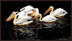 фото "family pelican"