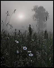 photo "***"