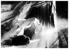 photo "***"