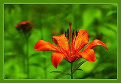 photo "***"