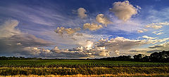 photo "After the rain..."