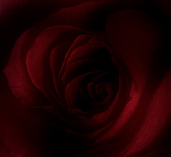фото "Our Love"