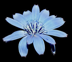 photo "A Blue Flower..."