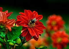 photo "***"