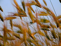 photo "***"