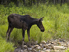 photo "Ой! Что это? (Hay! What is that?)"