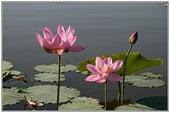 photo "***"