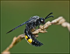фото "Scolia hirta"