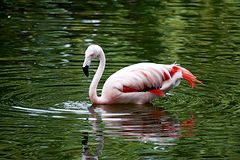 photo "flamingo"