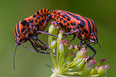 photo "Photographer not meddle!"