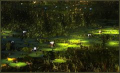 photo "The play of light"
