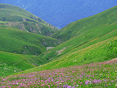 photo "Abkhazia. The Alpine meadows"
