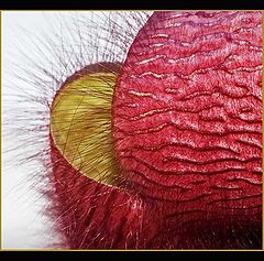 photo "life form II"
