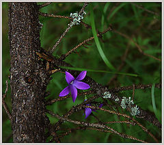 photo "The lost"