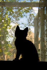 photo "***"