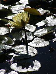 фото "Water flower."