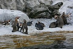 photo "Penguins beach"