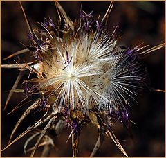 photo "WILD BEAUTY."