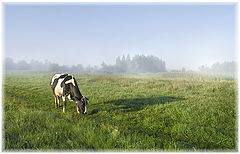 photo "Morning cows :)"