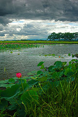 photo "***"
