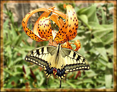 фото "Черногорская бабочка..."