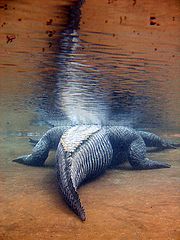 фото "Croc"