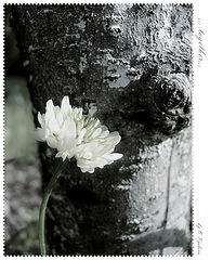 фото "...together..."