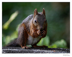 photo "Where are my nuts?"