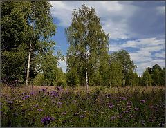 photo "Flowers of summer"