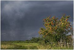 photo "Rowan rain"