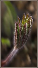 photo "Asperity"