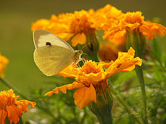 photo "Ms.Butterfly"
