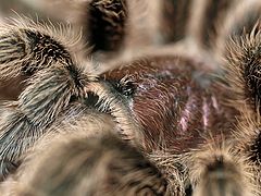 фото "My little spider looking at me..."