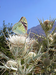 photo "Butterfly"