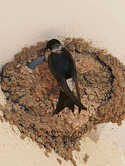 photo "Lunch time"