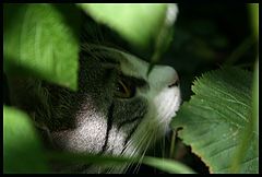 photo "***"