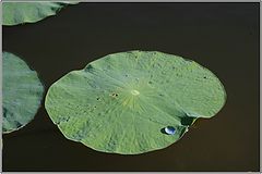 photo "***"