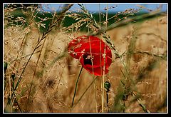 photo "***"