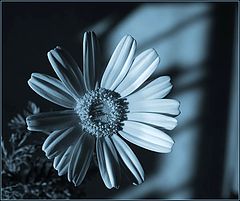 photo "Moonlight Night."