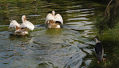 photo ""WHERE ARE THEY SWIMMING SO FAST?""