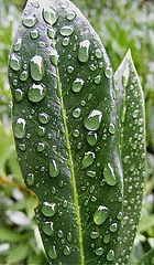 фото "Drop."