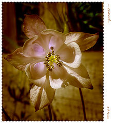 фото "...sunset..."