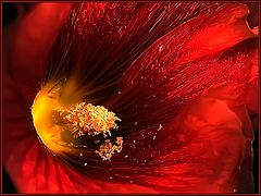 photo "Fire"