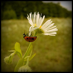 photo "***"