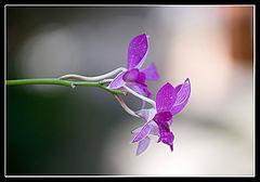 фото "Орхидея"