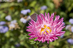 photo "butterfly on a flower"