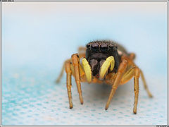 photo "Small Spider"