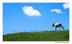 photo "White horse"
